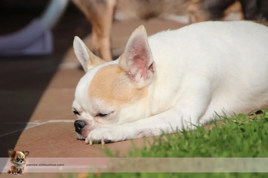 chihuahua tomando el sol