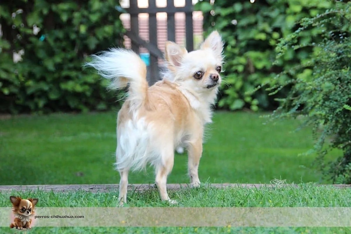 celo de una hembra chihuahua