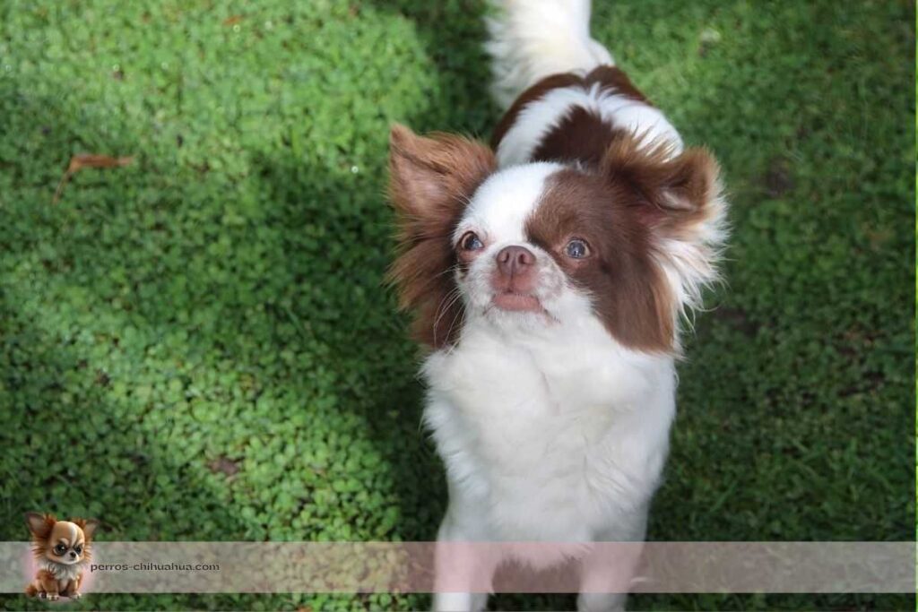 como ejercitar a un perro chihuahua