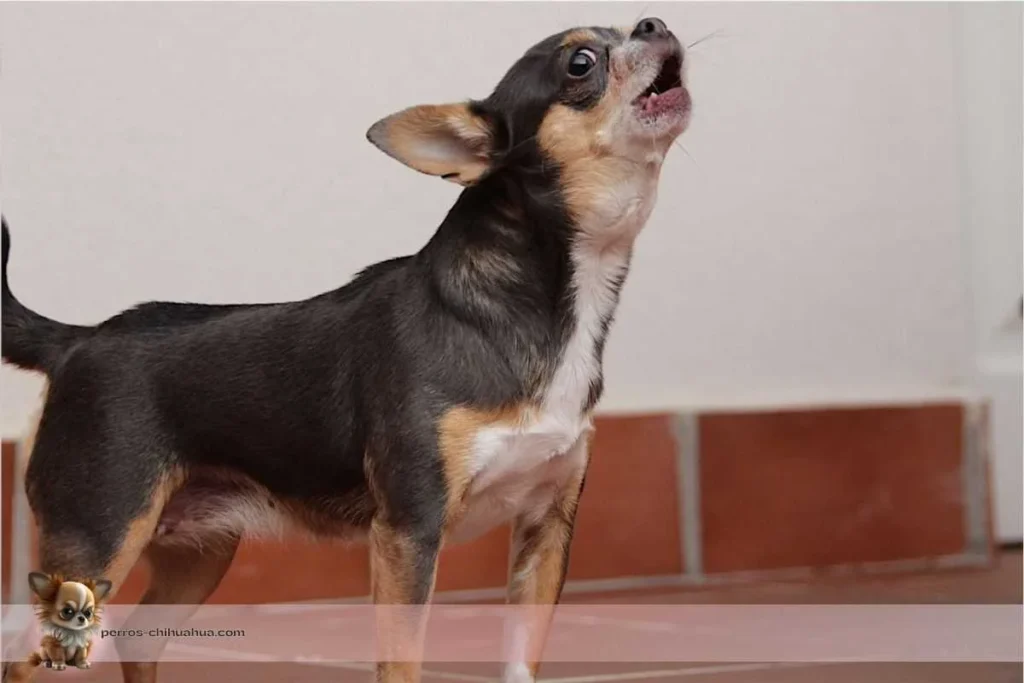 ladran o no ladran los chihuahuas