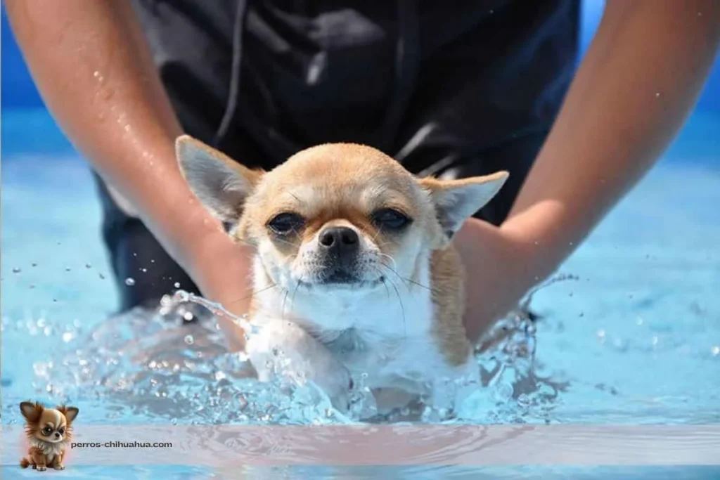 chihuahua nadando