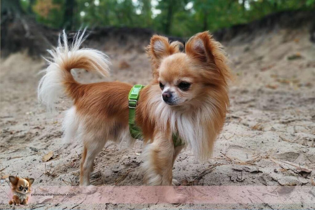 perro chihuahua en playa