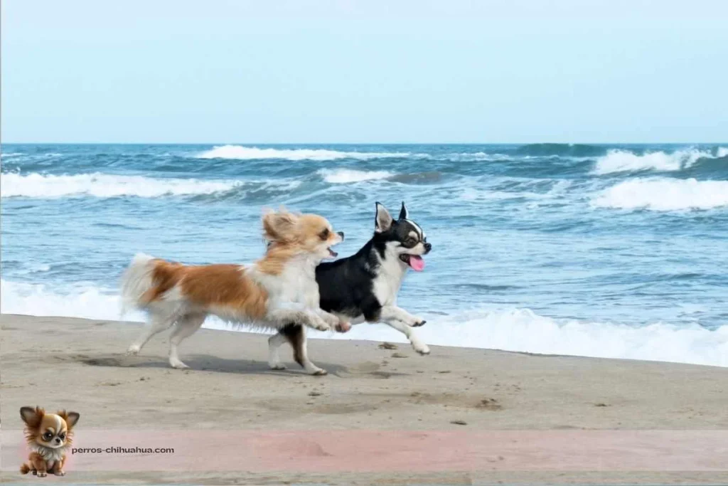 perros chihuahua en la playa